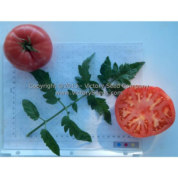 New King Tomato - Image 6