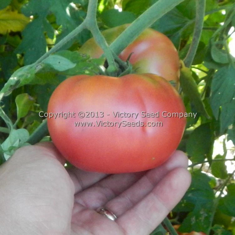 New King Tomato - Image 3