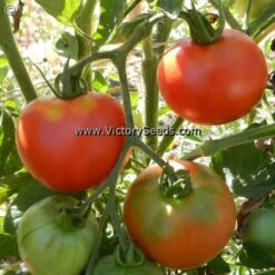 Norduke Tomato