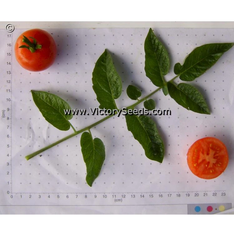 Norduke Tomato - Image 4