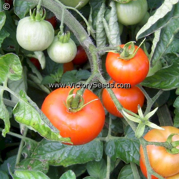Norduke Tomato - Image 2