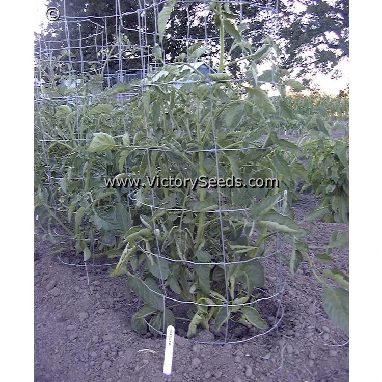 Norduke Tomato - Image 3