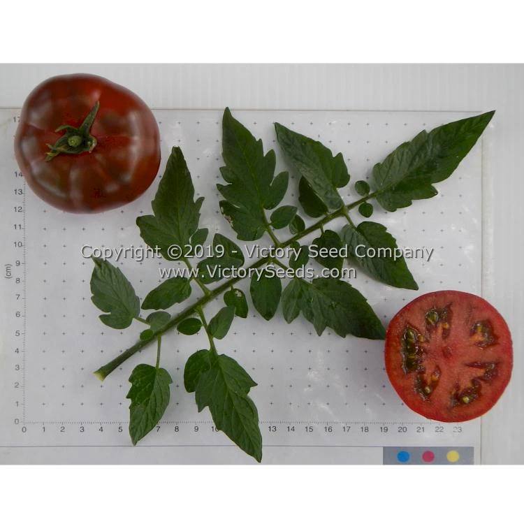 Northern Elan Tomato - Image 3