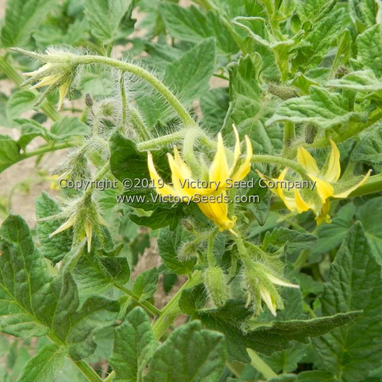 Northern Elan Tomato - Image 7