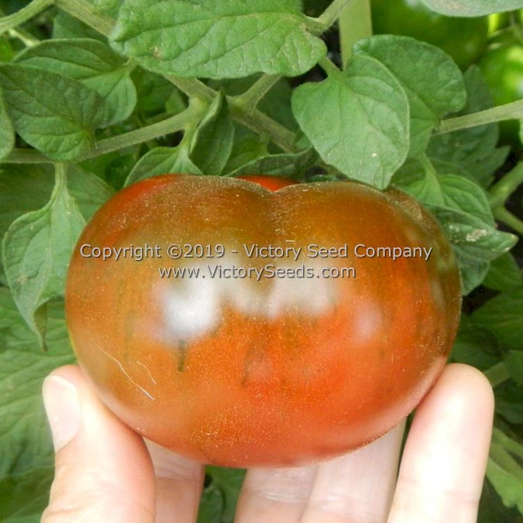 Northern Elan Tomato
