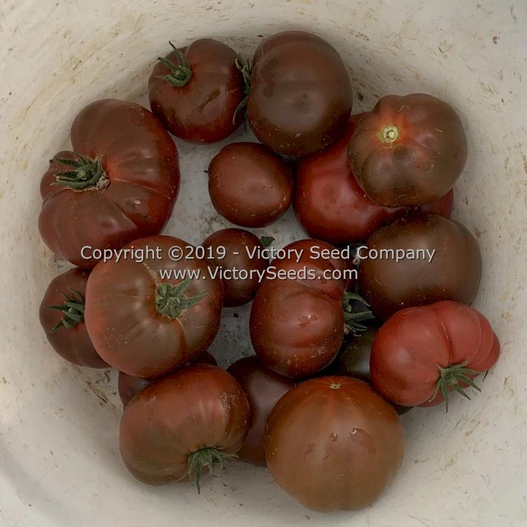 Northern Elan Tomato - Image 5