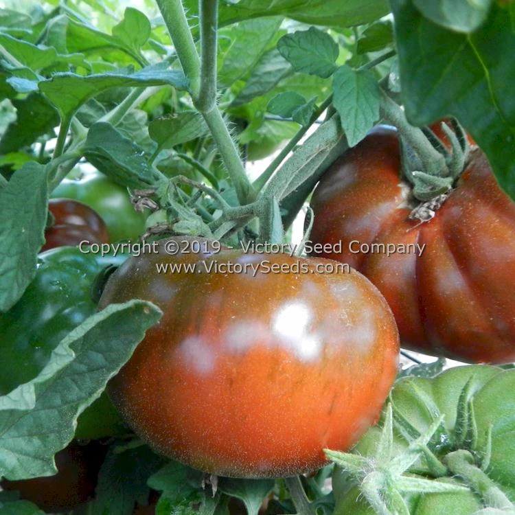 Northern Elan Tomato - Image 6