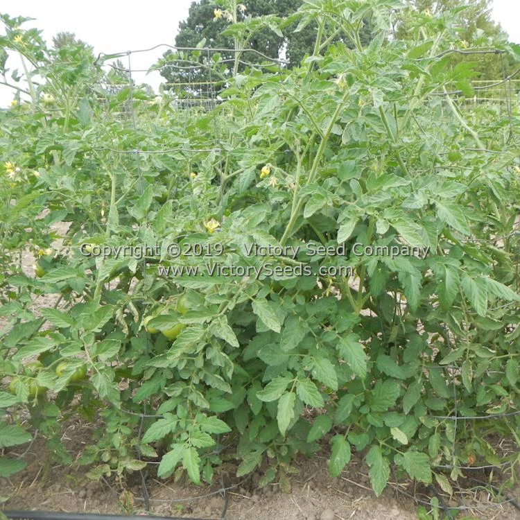 Northern Elan Tomato - Image 4