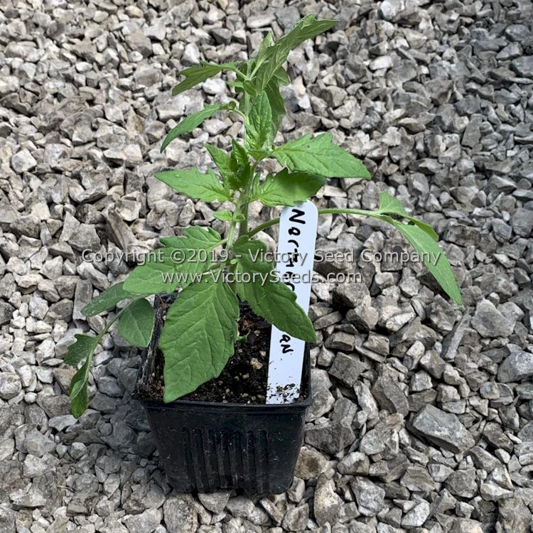 Northern Elan Tomato - Image 8