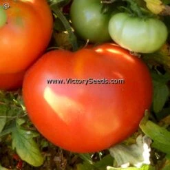 Norton (Norton WR) Tomato
