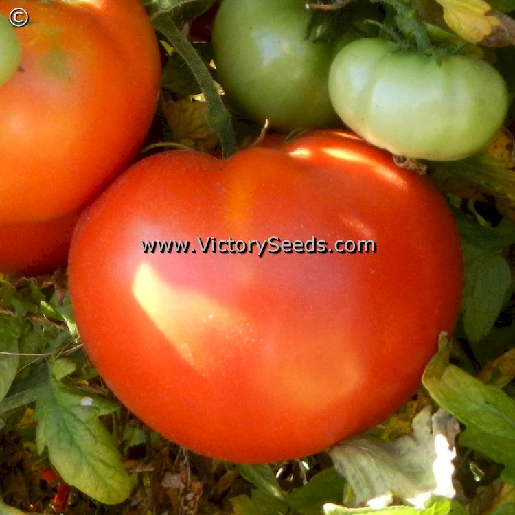 Norton (Norton WR) Tomato