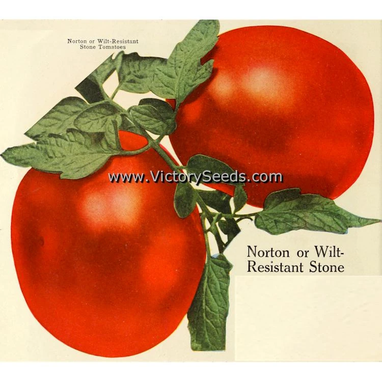 Norton (Norton WR) Tomato - Image 6