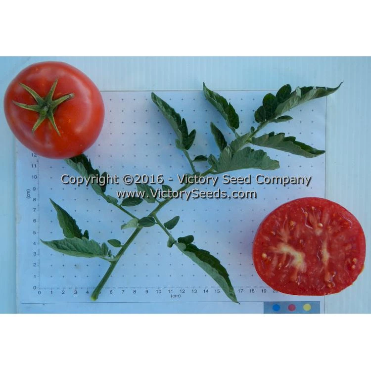 Norton (Norton WR) Tomato - Image 5