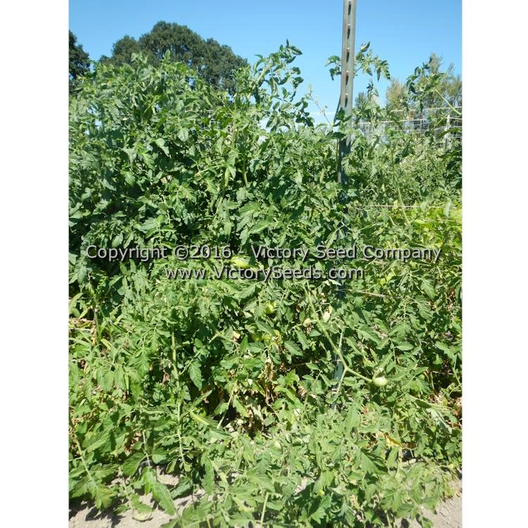 Norton (Norton WR) Tomato - Image 3