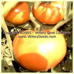 Old Timey Yellow Tomato