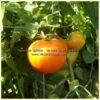 Orange-1 Tomato