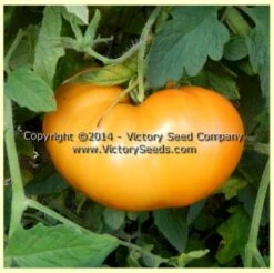 Orange Heirloom Tomato