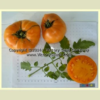 Orange Heirloom Tomato - Image 4