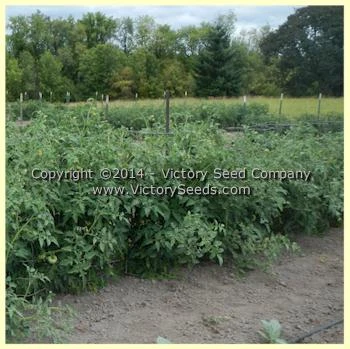 Orange Heirloom Tomato - Image 2