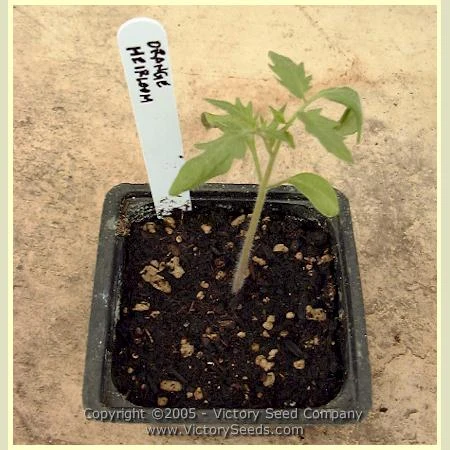 Orange Heirloom Tomato - Image 5