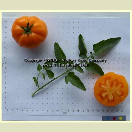 Orange King Tomato - Image 5