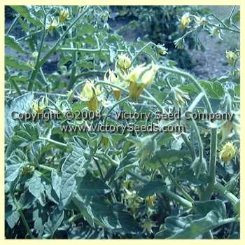 Orange King Tomato - Image 6