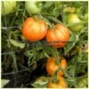 Orange King Tomato