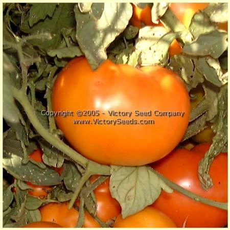 Orange King Tomato - Image 4