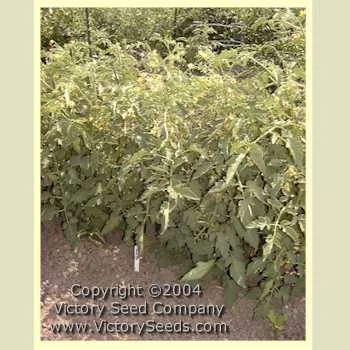 Orange King Tomato - Image 3