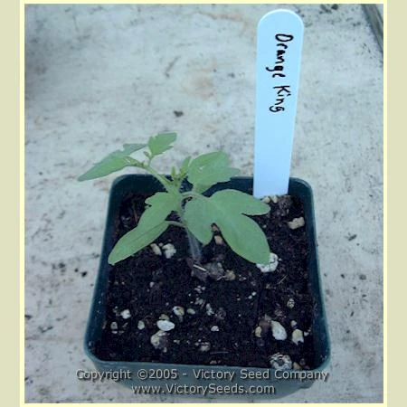 Orange King Tomato - Image 7