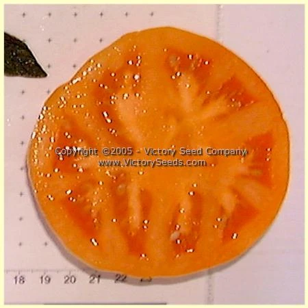 Orange King Tomato - Image 2