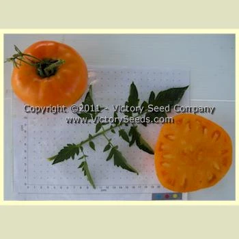 Orange Minsk Tomato