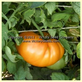 Orange Minsk Tomato - Image 4