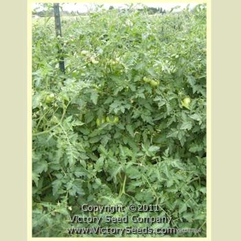 Orange Minsk Tomato - Image 3