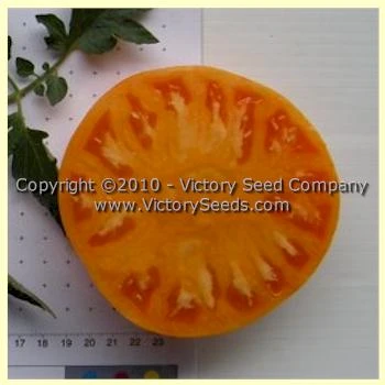 Orange Minsk Tomato - Image 2