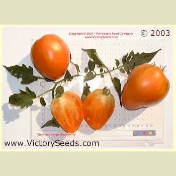 Orange Strawberry Tomato - Image 2