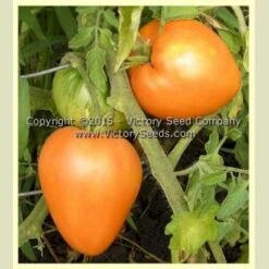 Orange Strawberry Tomato