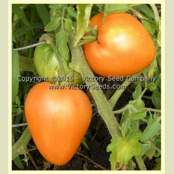 Orange Strawberry Tomato