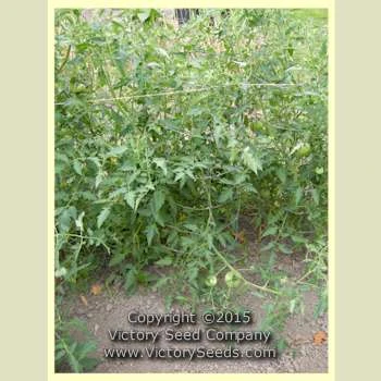 Orange Strawberry Tomato - Image 3