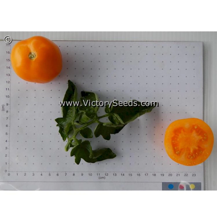 Orange Tree Tomato - Image 6