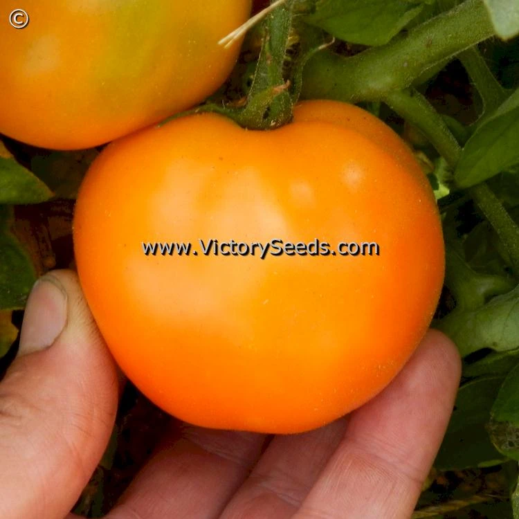 Orange Tree Tomato