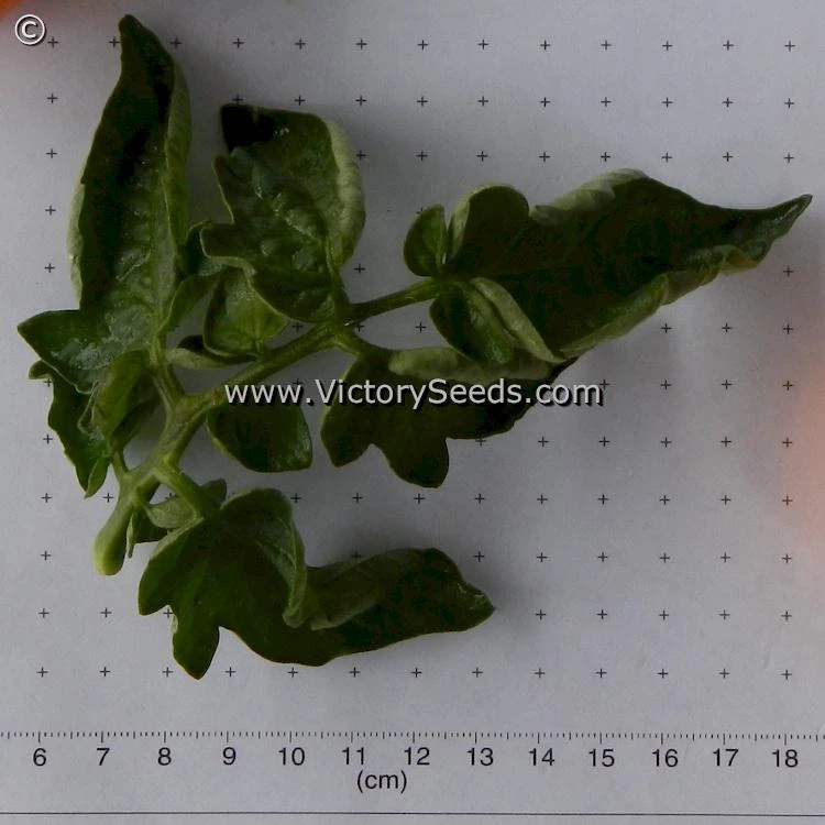 Orange Tree Tomato - Image 3