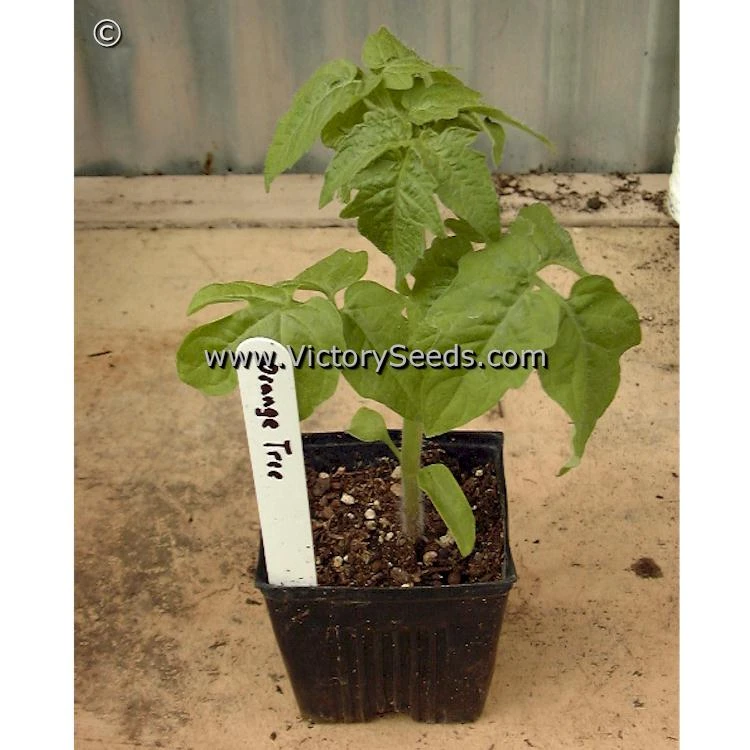 Orange Tree Tomato - Image 5