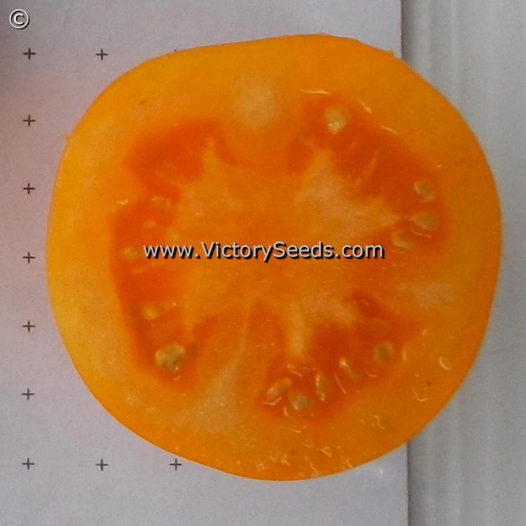 Orange Tree Tomato - Image 2