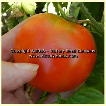 Oregon Centennial Tomato