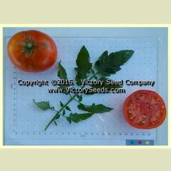 Oregon Centennial Tomato - Image 2