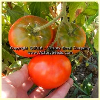 Oregon Centennial Tomato - Image 3
