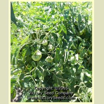 Oregon Centennial Tomato - Image 5