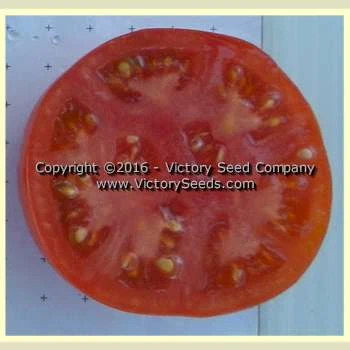 Oregon Centennial Tomato - Image 4