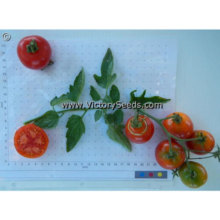 Oregon 11 Tomato - Image 4